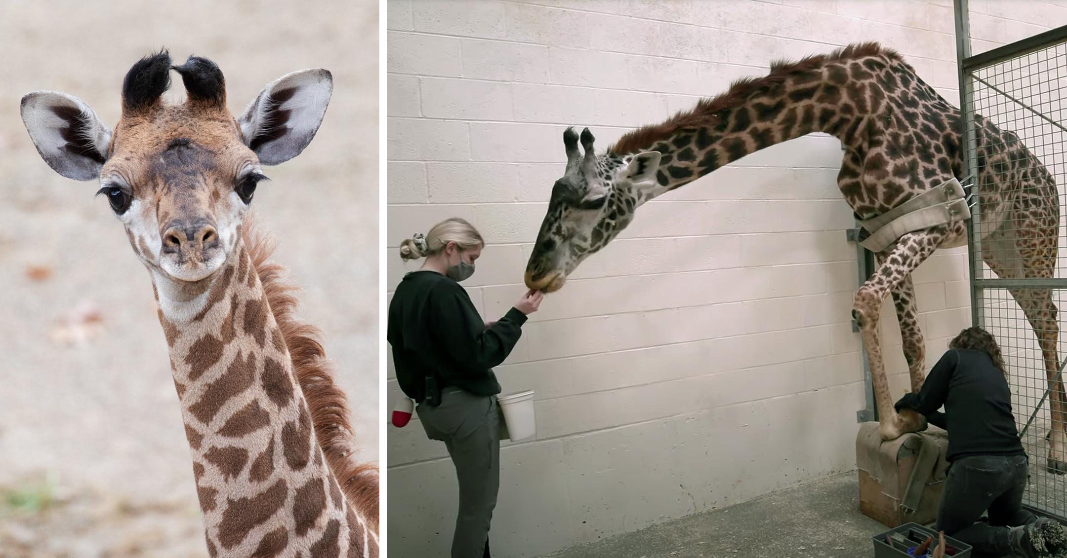 handlers cincinnati zoo trained giraffes accept pedicures mh