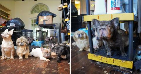 Image of Police rescued over 80 animals from dire conditions in a Georgia home.