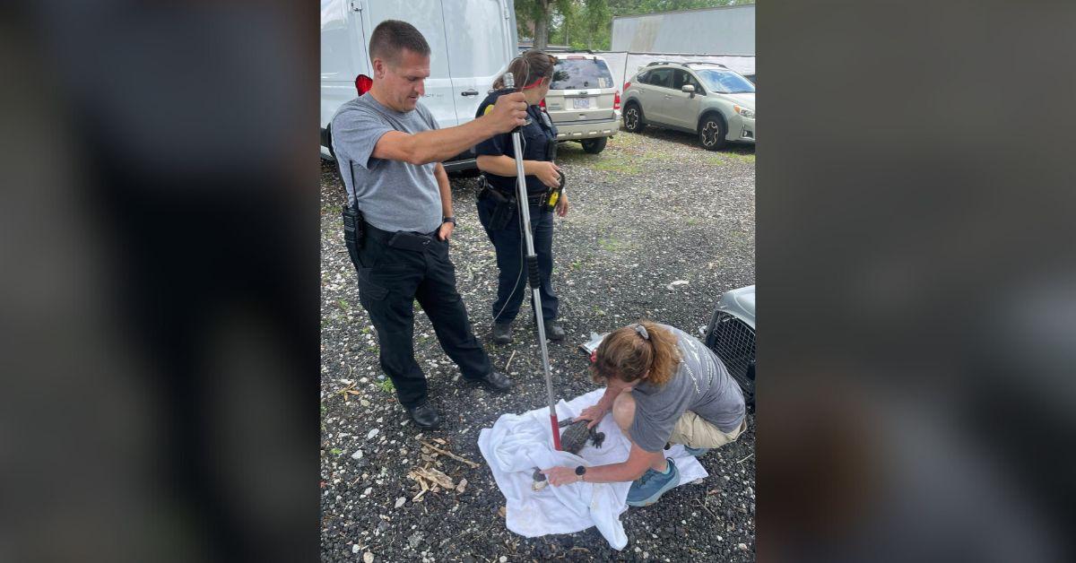 Image of Officer Kate Marshall is trained to handle alligators.