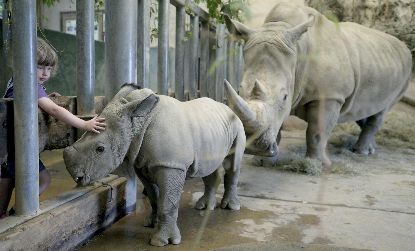 baby rhino molly at wildlife park