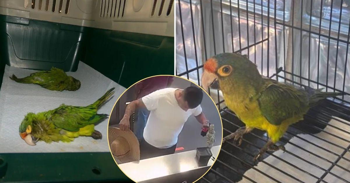 Image of Jesse Agus Martinez has been indicted for attempting to smuggle birds across the border in his pants.