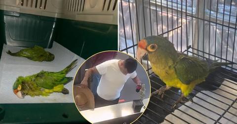 Image of Jesse Agus Martinez has been indicted for attempting to smuggle birds across the border in his pants.