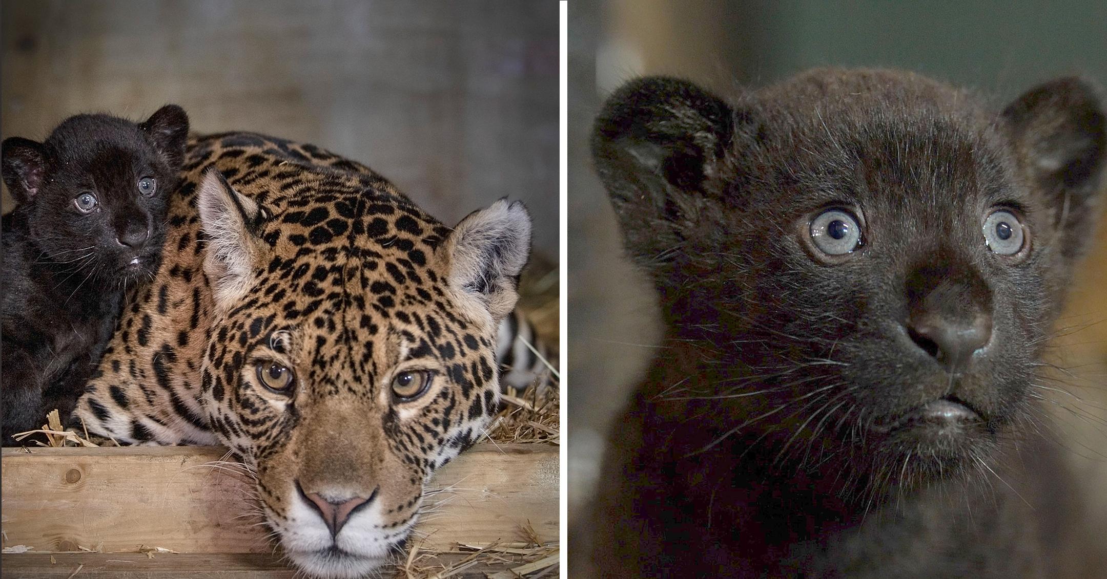 Rare Adorable Black Jaguar Cub Born At Big Cat Sanctuary In UK