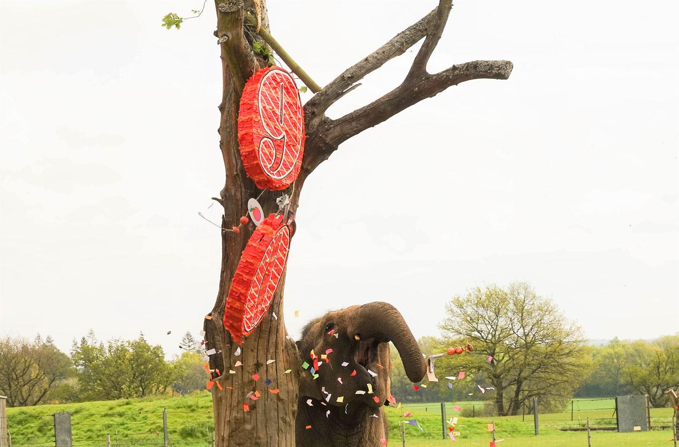 smashing fun for elephants at zsl whipsnade