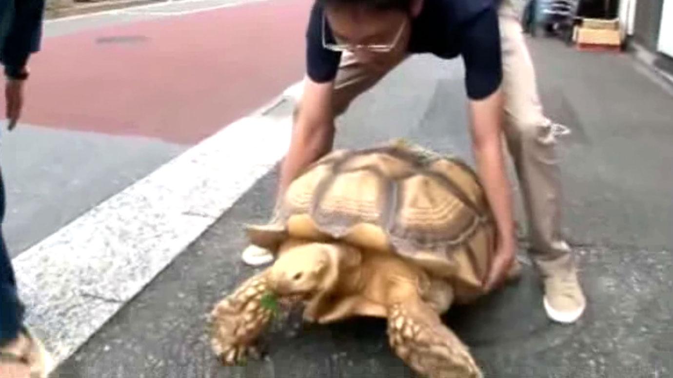 disabled tortoise in his custom made wheelchair