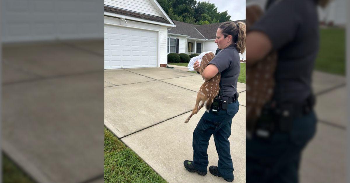 Image of The rescue team eventually released the deer into woodlands.