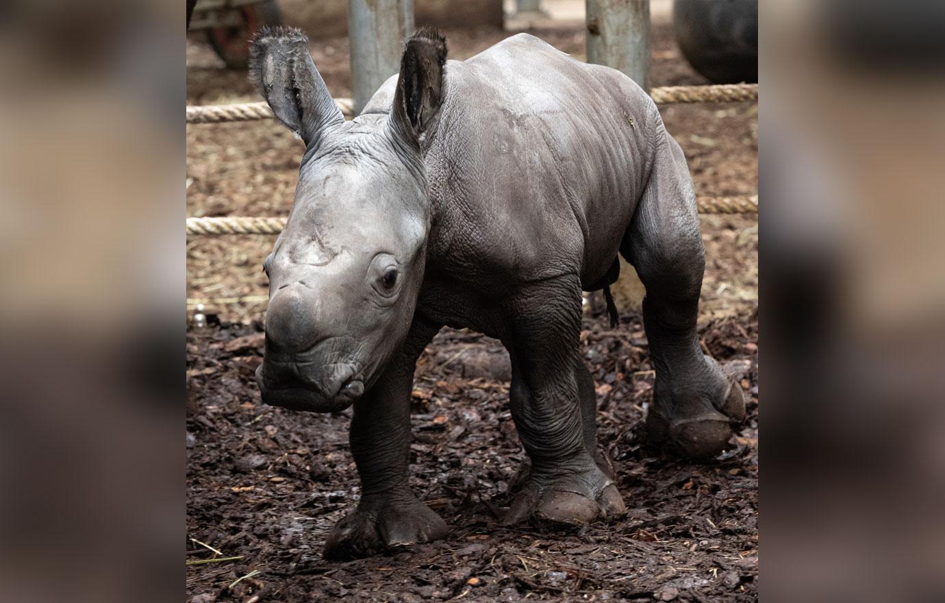 rhino baby born at burgers zoo in arnhem netherlands