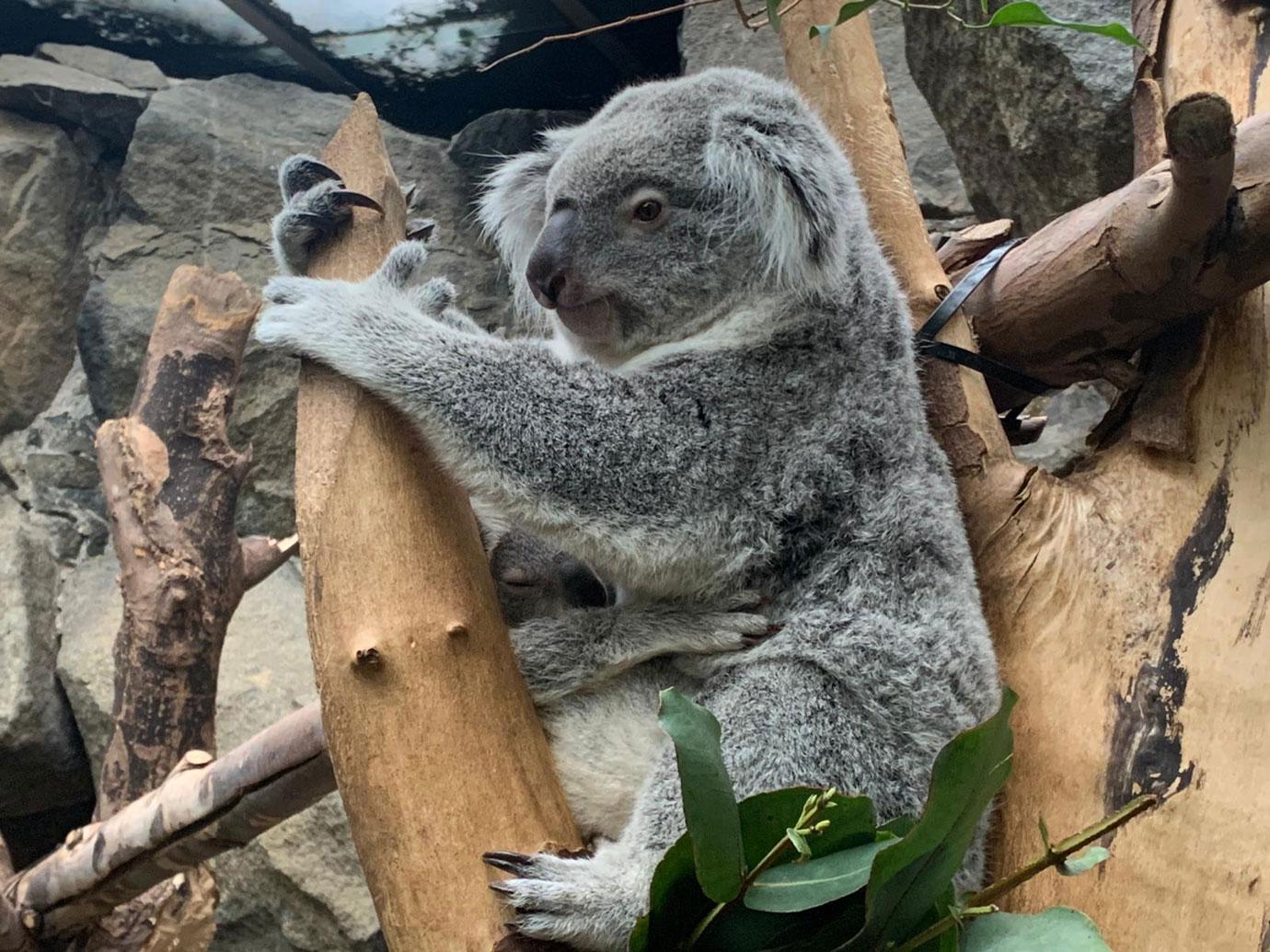 koala bear baby in pouch