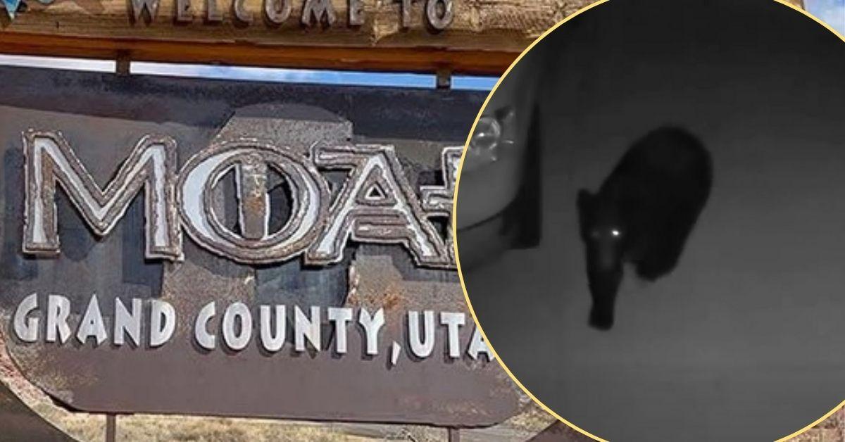 Image of A black bear was spotted roaming around Moab City, Utah.