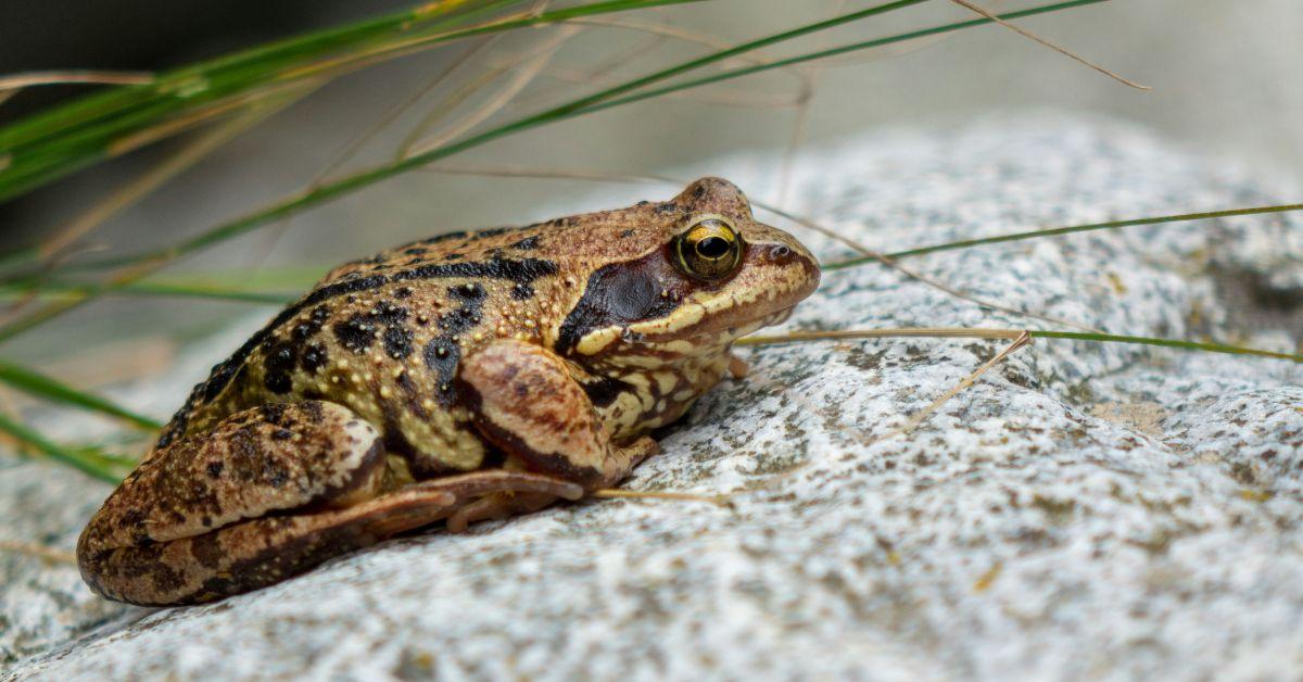 image of The newly found species have the peculiarity of giving birth to fully formed 'toadlets.'