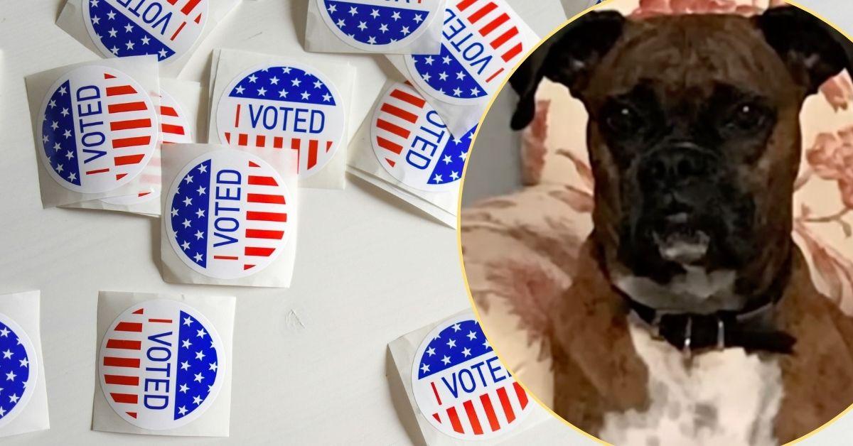 Image of A woman in California registered her dog to vote and cast ballots in its name.