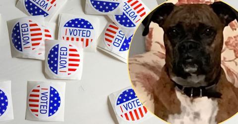 Image of A woman in California registered her dog to vote and cast ballots in its name.
