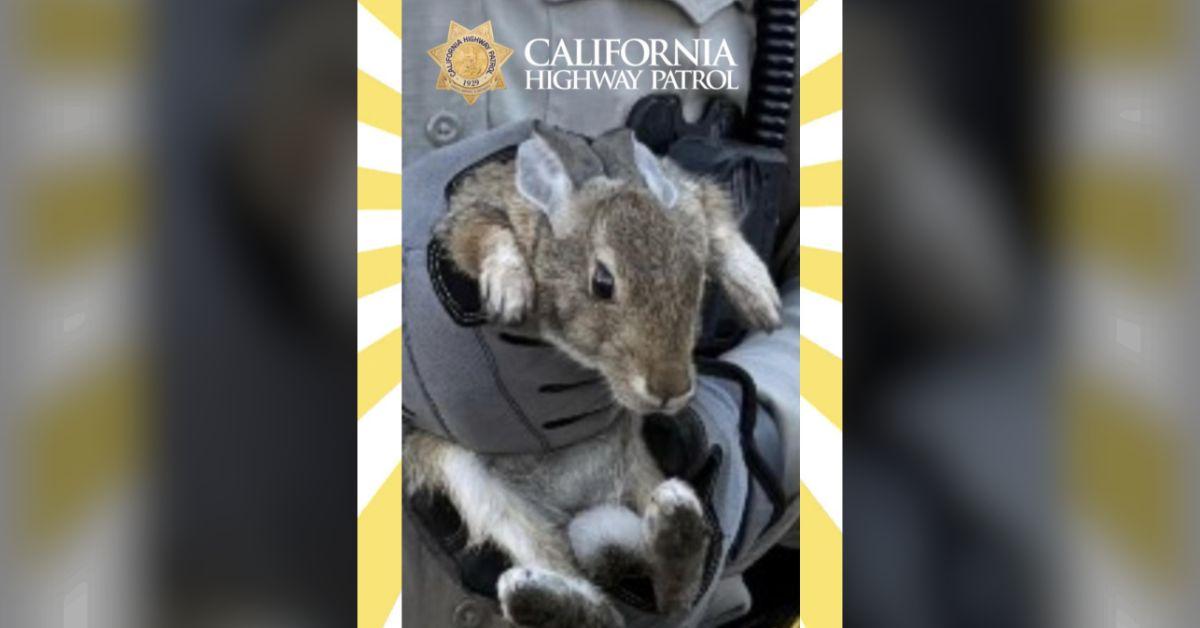 image of The bunny ended up being captured after hopping across the Bay Bridge.