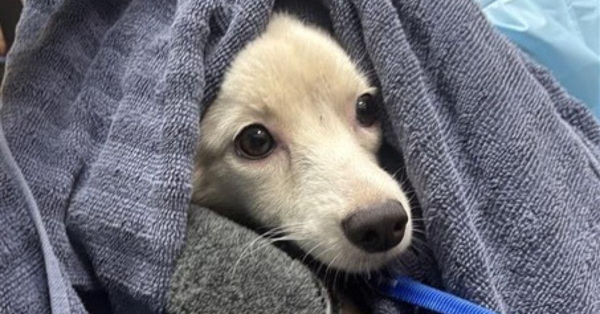 Image of The San Diego Humane Society stepped in to rescue and care for the animals found in the abandoned apartment.