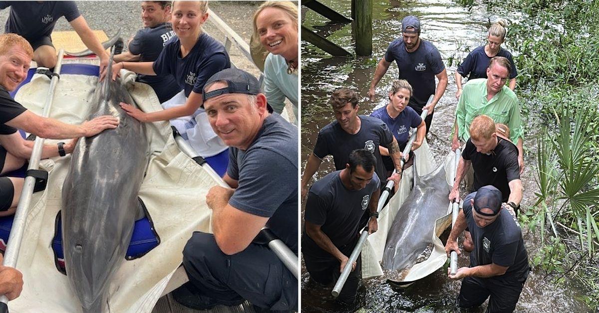 Image of Lucky the dolphin was rescued by a team of experts and volunteers.