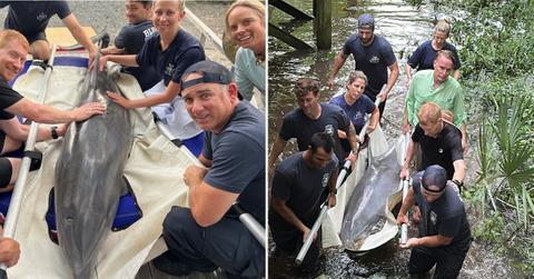 Image of Lucky the dolphin was rescued by a team of experts and volunteers.