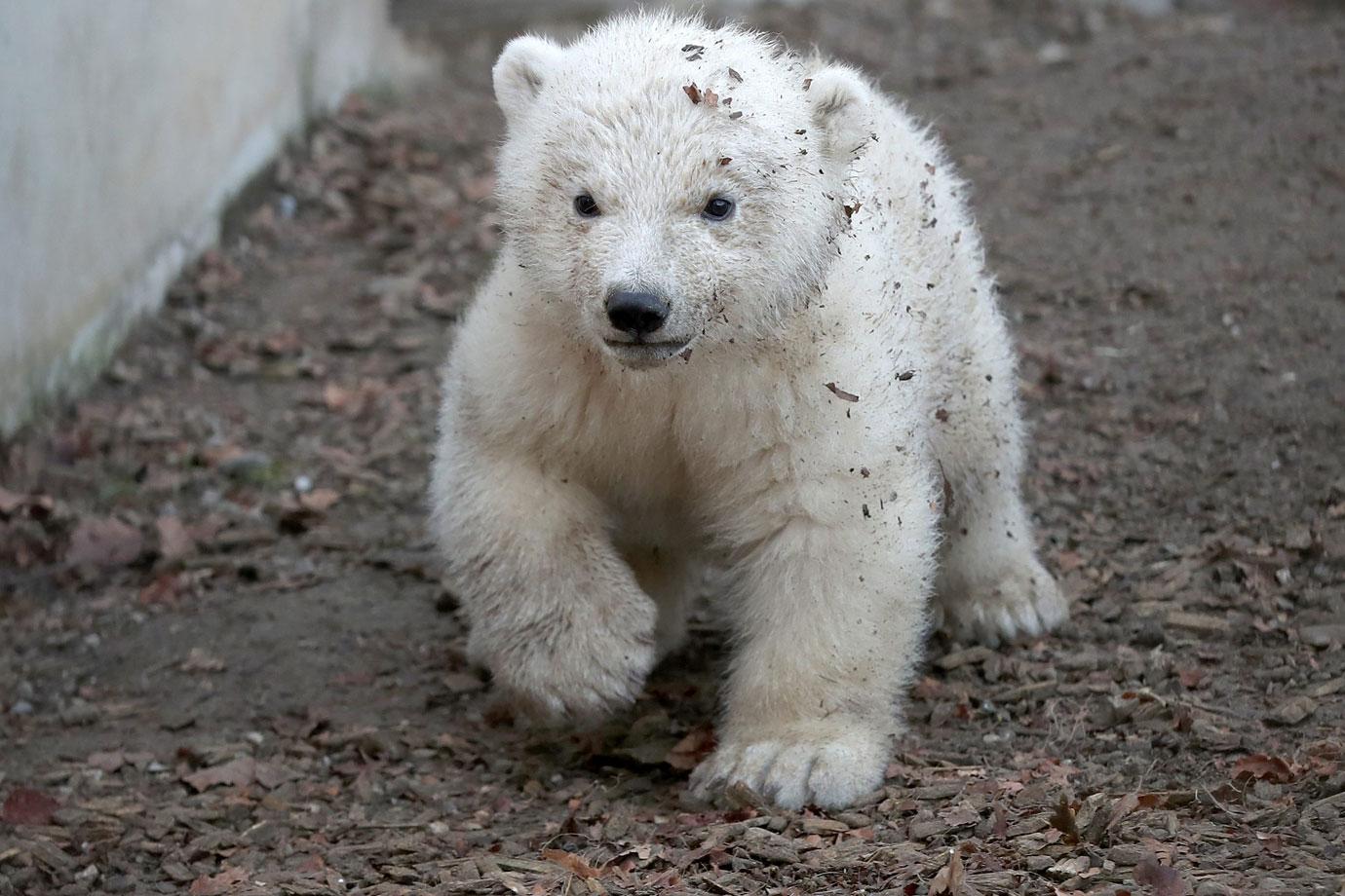 first outing baby polar bear with mom mh