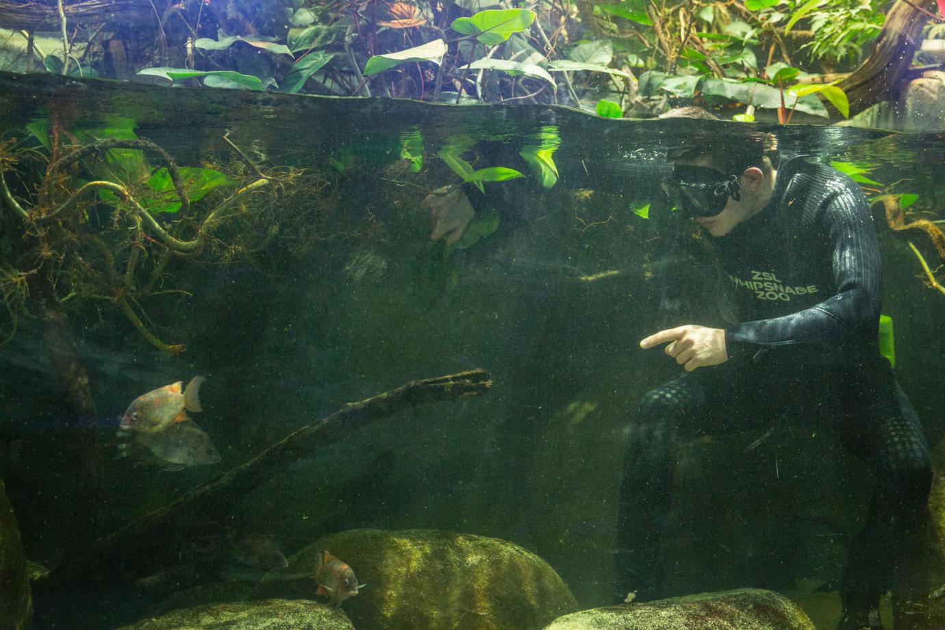 whipsnade zookeepers count every animal for their annual stocktake