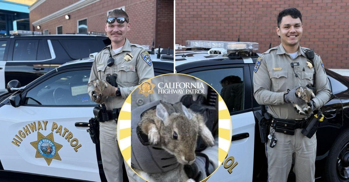 photo of rabbit and cops.