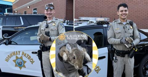 photo of rabbit and cops.