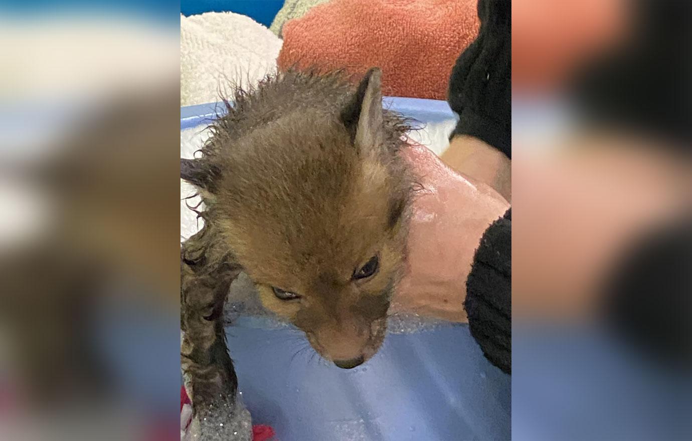 fox cub named sticky on the road to recovery after getting stuck in glue trap