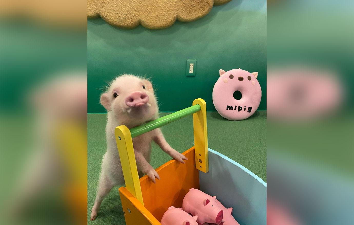 micro pigs at cafe in japan