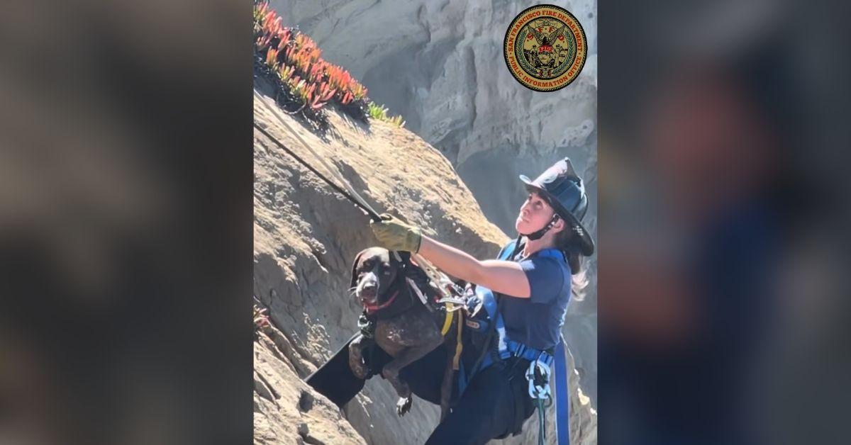Image of A team of firefighters used a rigging system to pull a firefighter and the dog over the cliffside.