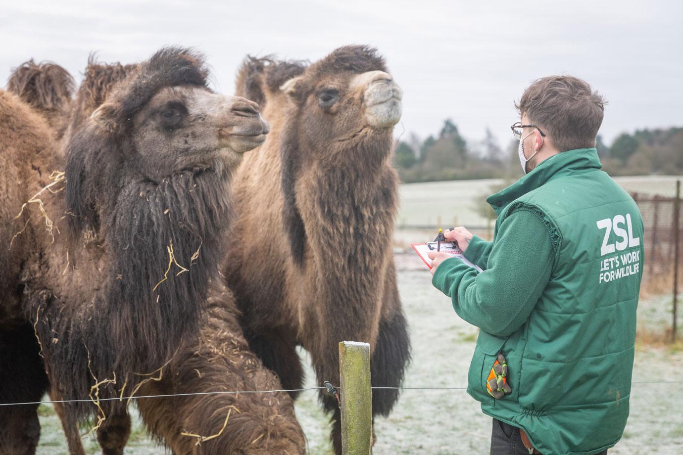 whipsnade zookeepers count every animal for their annual stocktake