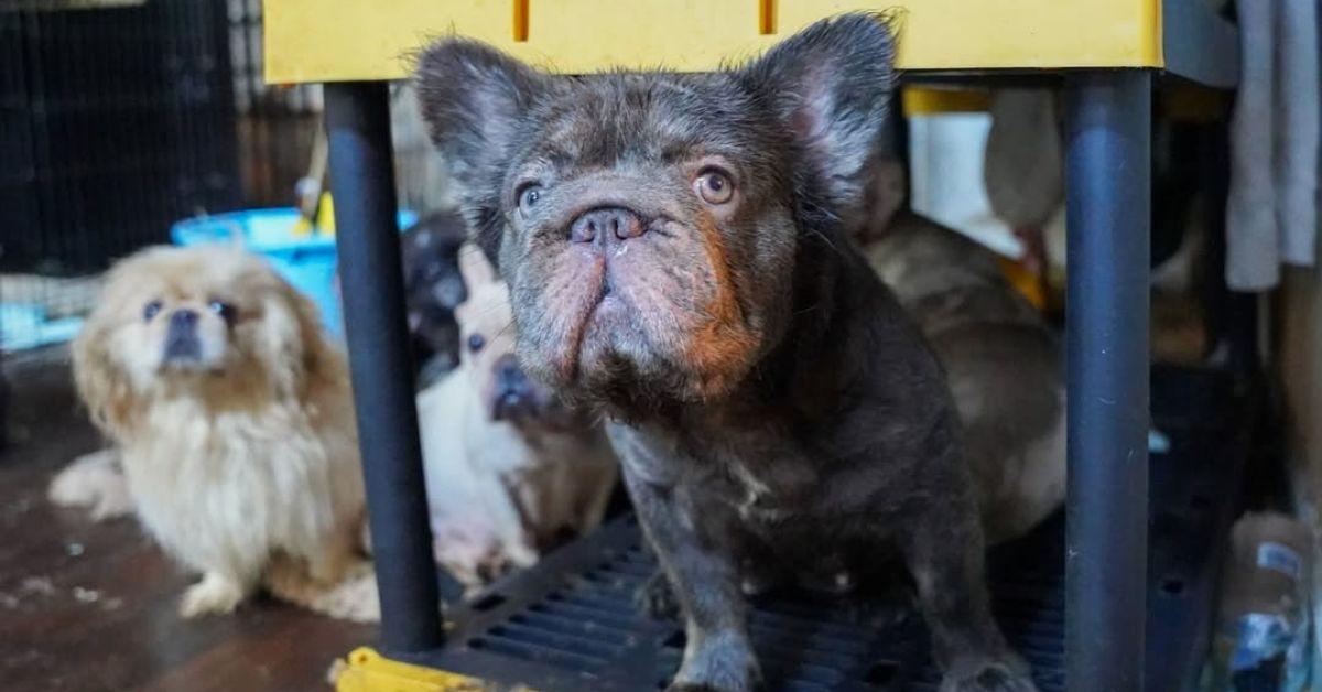 Image of The Atlanta Humane Society shared details about the rescued dogs and appealed to the public for donations.