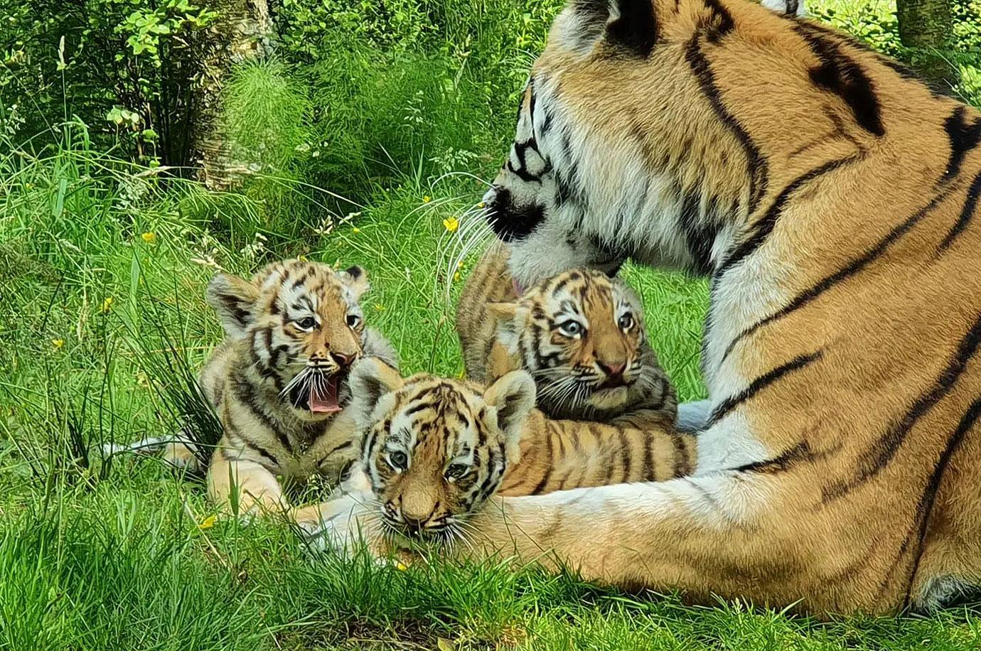 New video of adorable Amur tiger cubs at Highland Wildlife Park