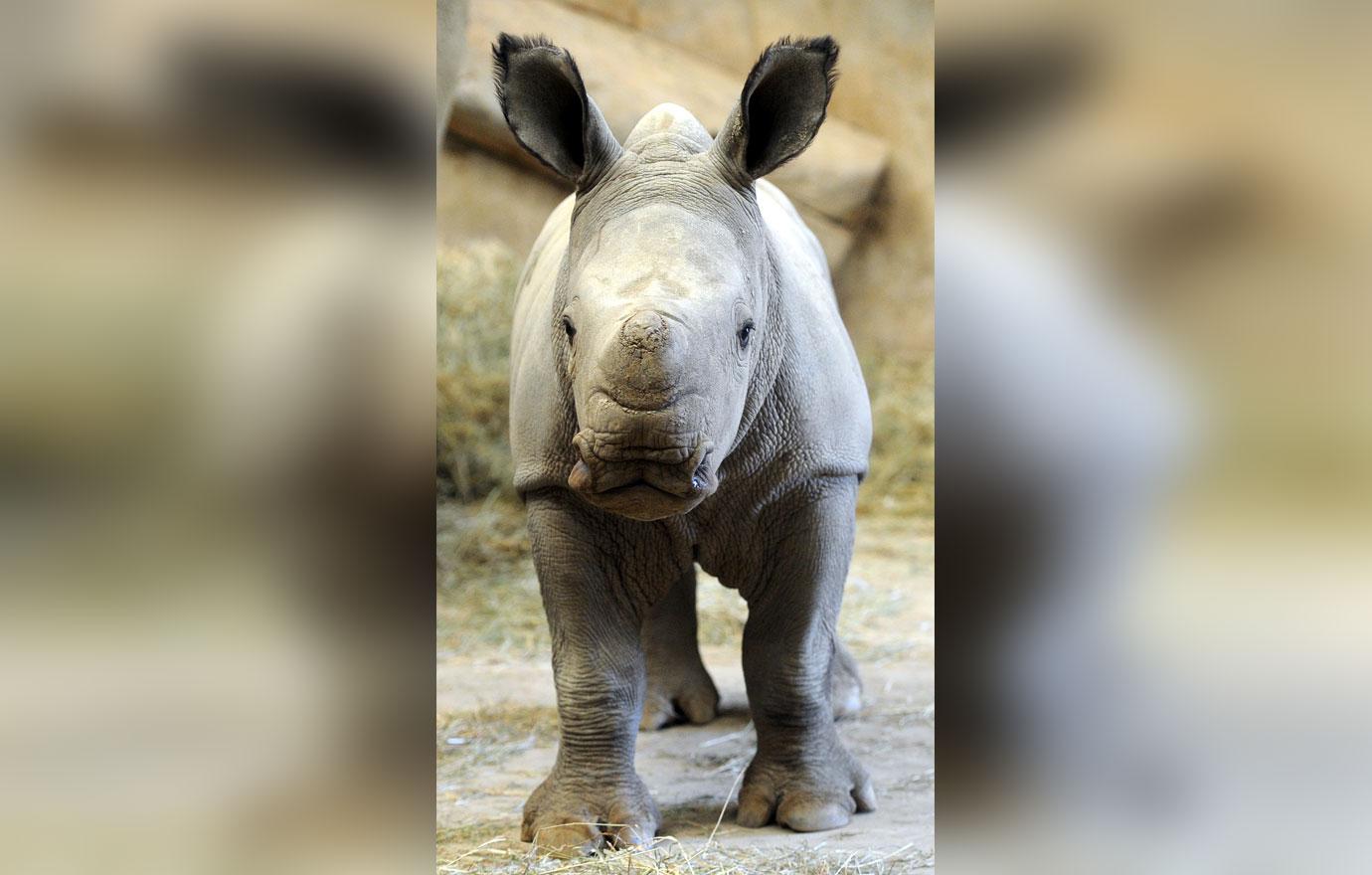 baby rhino molly at wildlife park