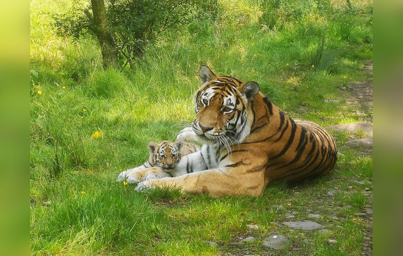 Photos of wild tiger cubs in Thailand rekindles hope for species