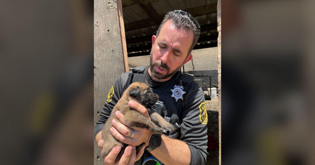 Image of A police officer is pictured holding one of the rescued puppies.