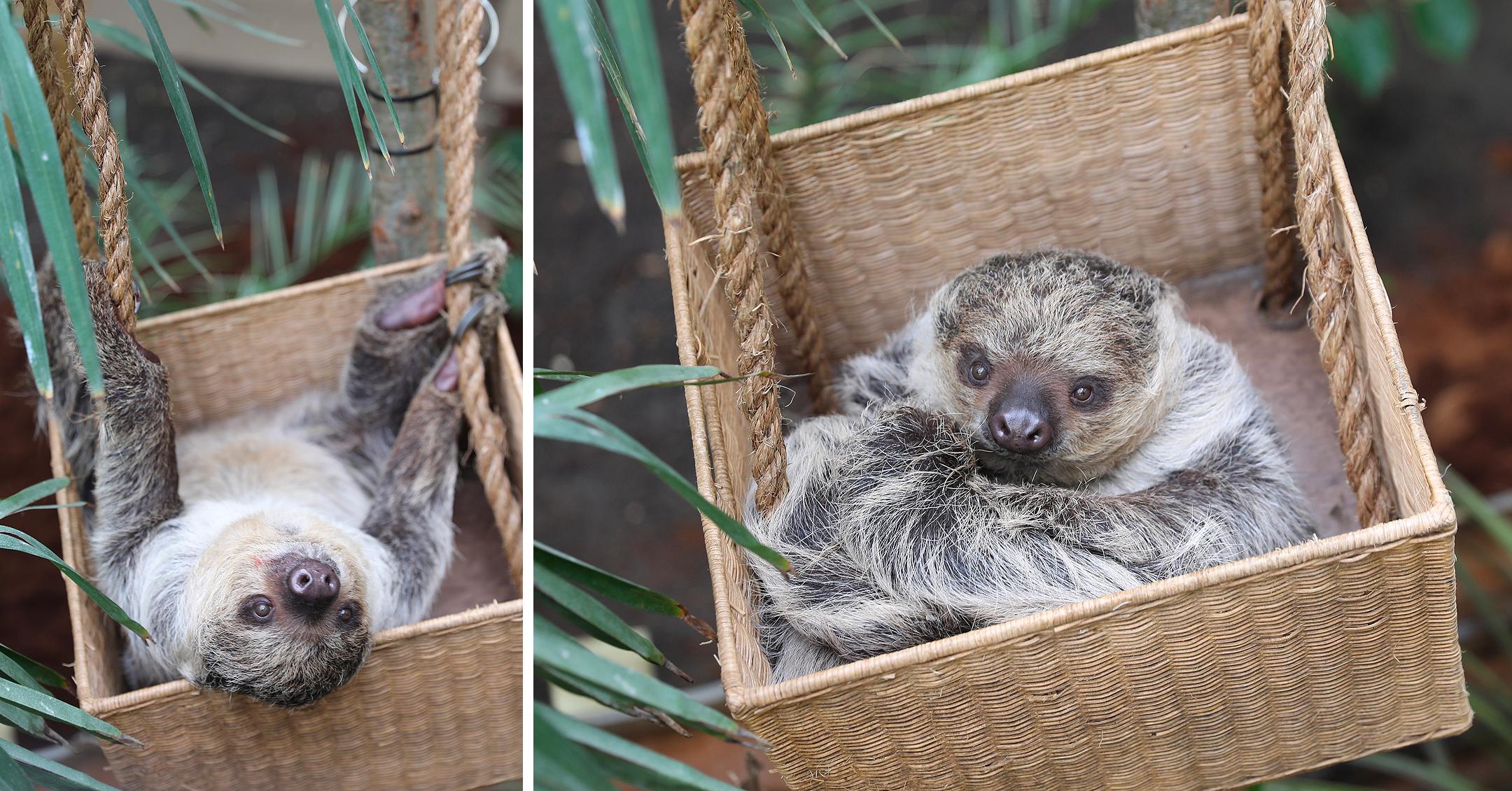 slovenly sloths snack and relax in new home