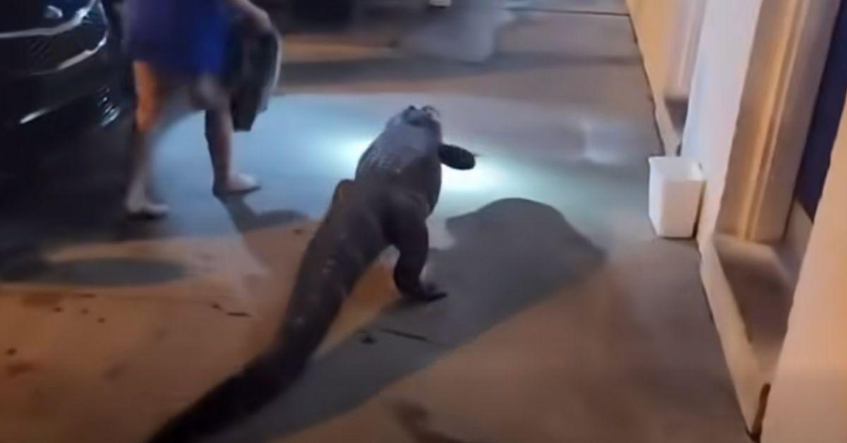 Image of The gator was totally massive.