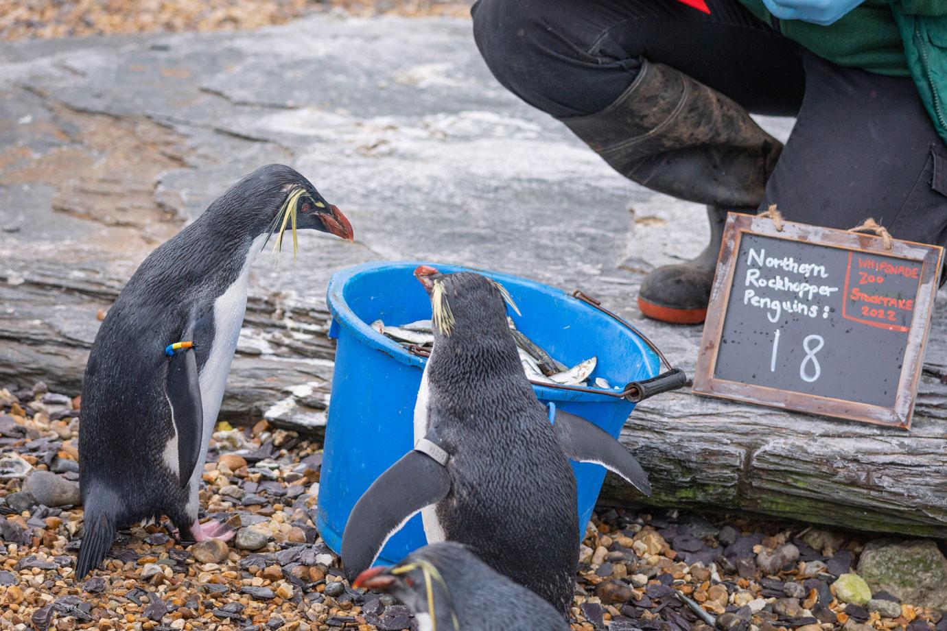 whipsnade zookeepers count every animal for their annual stocktake