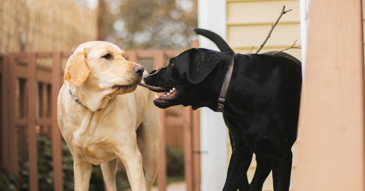 Image of Two dogs were saved from a house fire in Virginia.