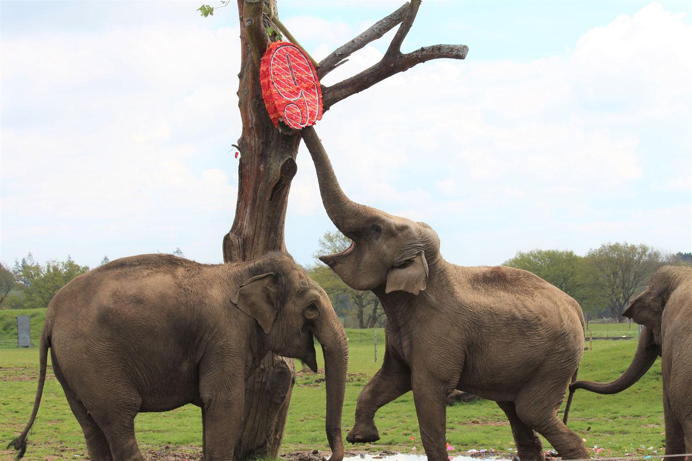 smashing fun for elephants at zsl whipsnade