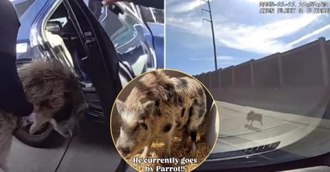 Image of Police in Albuquerque went on a wild chase to catch a runaway pig.