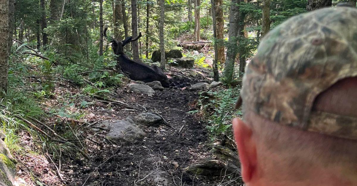Image of The sick moose was first spotted on the hike trail in May.
