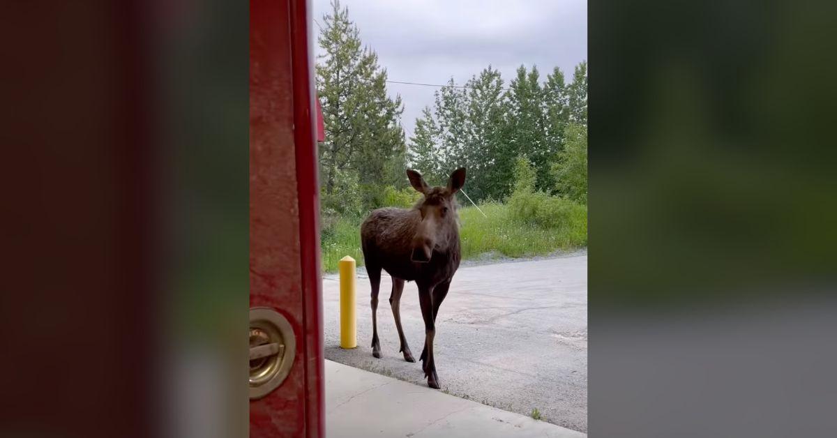 Image of Mama moose eventually found her calves outside the fire house.