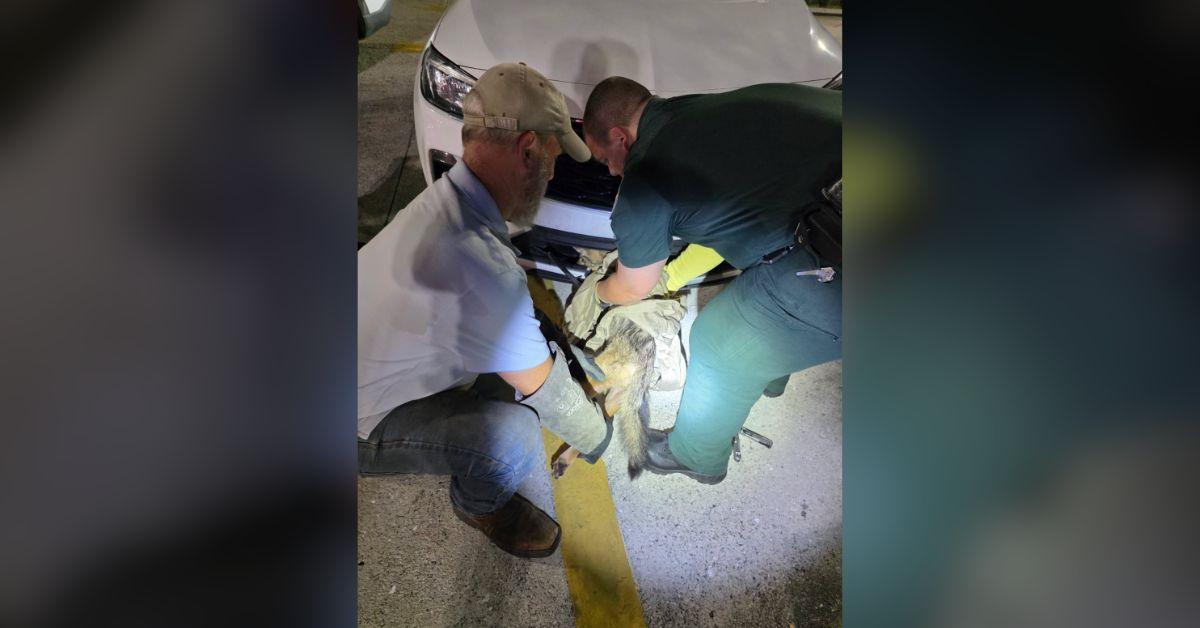 Image of A team came out to take care of the injured coyote.