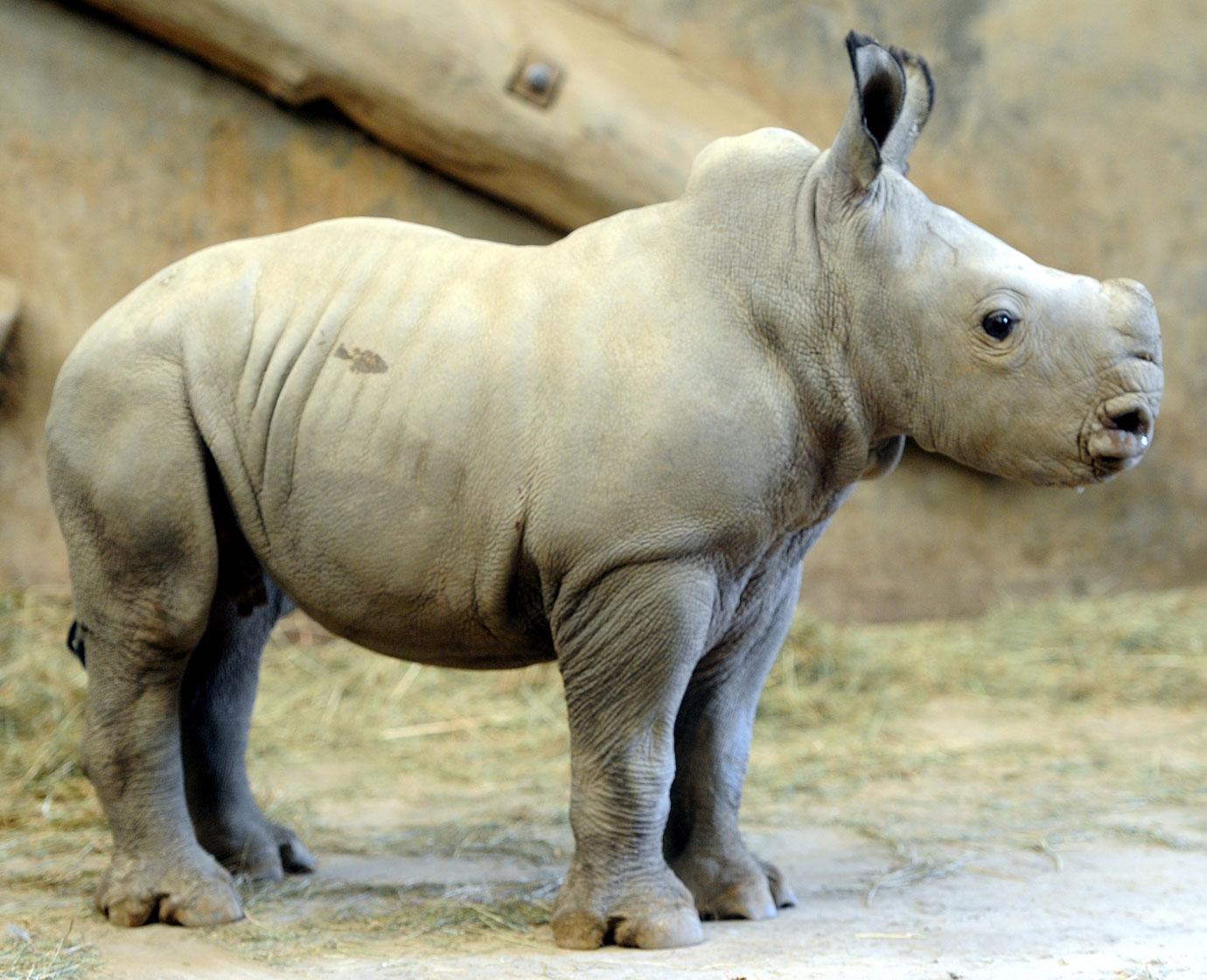 baby rhino molly at wildlife park