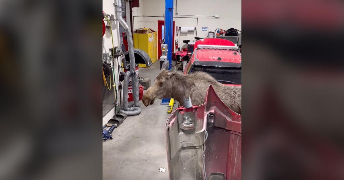 Image of An AFD Fire Mechanic filmed the mama moose on her search.