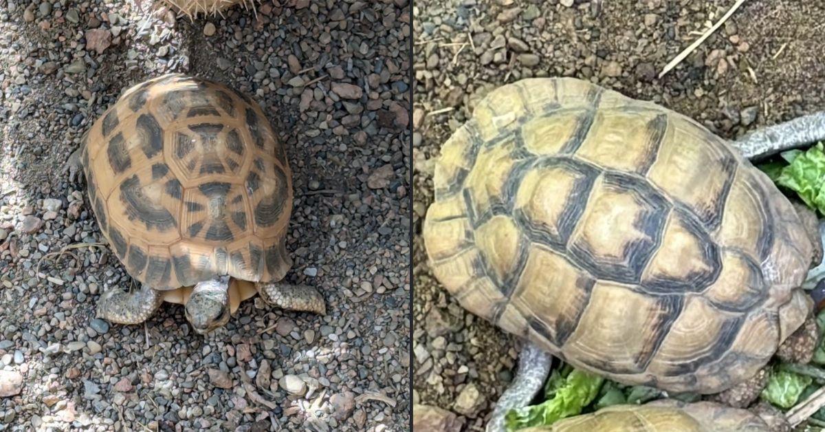 Image of Two endangered tortoises were stolen from an Indiana zoo, according to police.