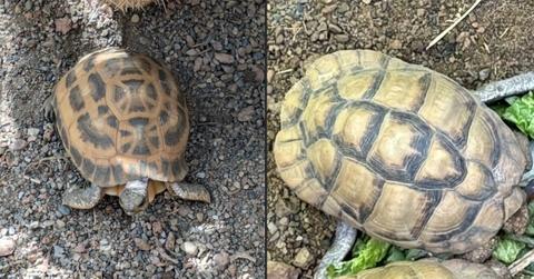 Image of Two endangered tortoises were stolen from an Indiana zoo, according to police.