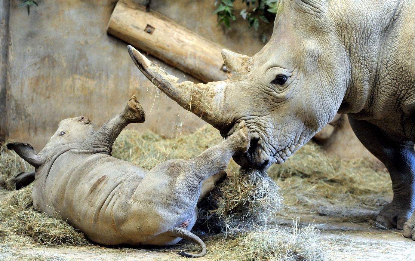 baby rhino molly at wildlife park