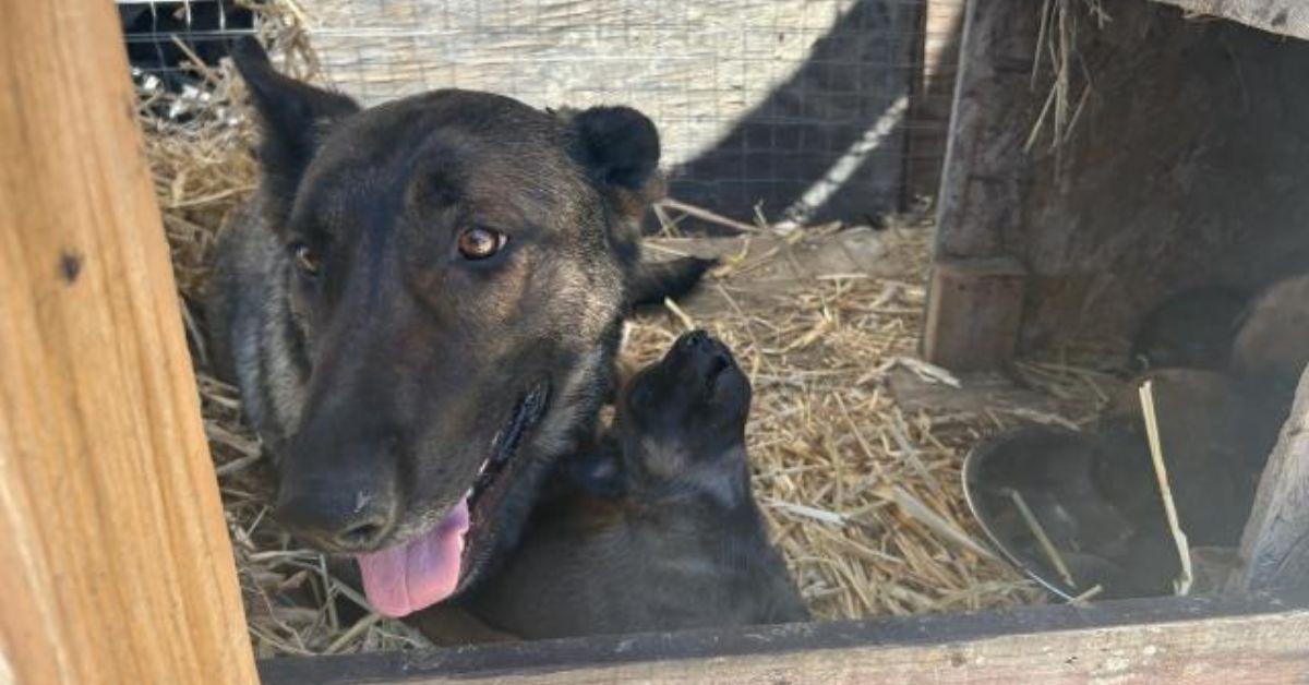 Image of Police found an adult female dog and her puppies kept in an outdoor cage.