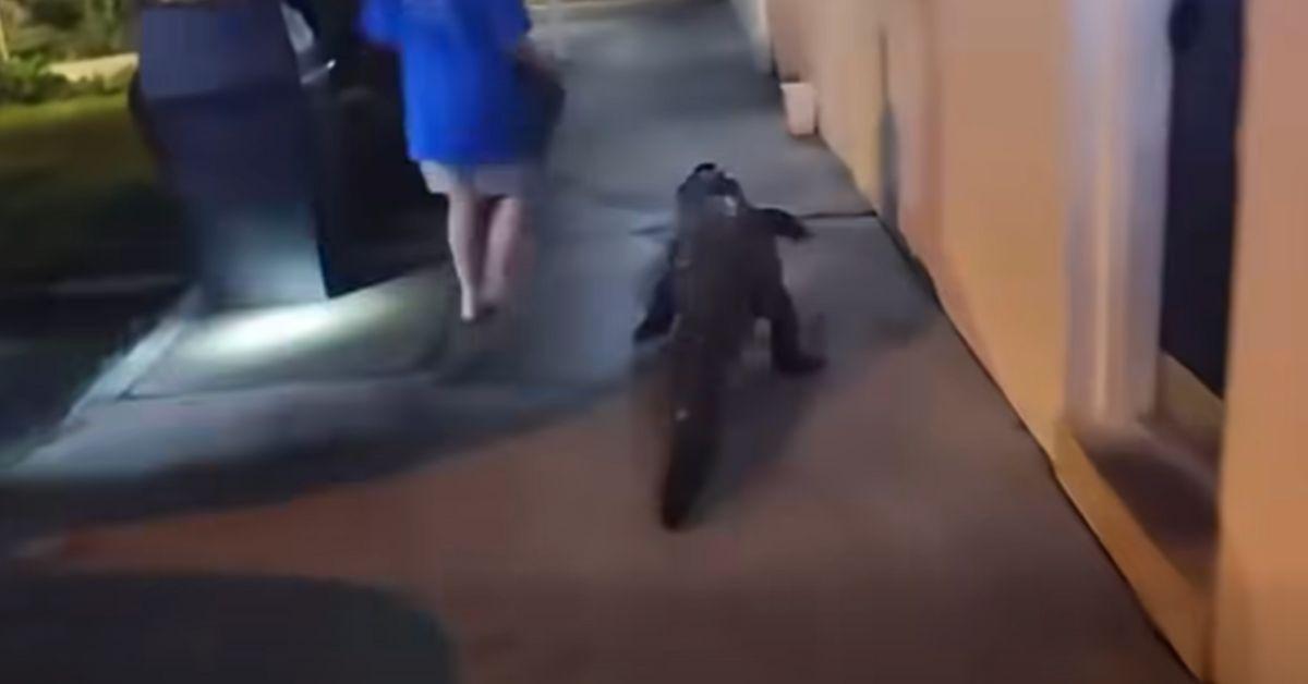 Image of The gator and its owner were escorted out of Fairfax County.