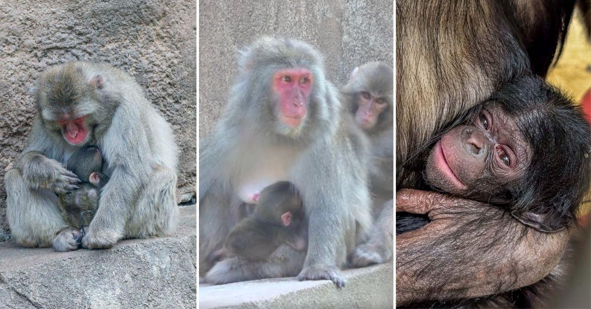 Image of Milwaukee County Zoo welcomed three baby monkeys in the space of weeks.